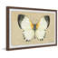 Delicate Beauty - Single Picture Frame Print-921473432