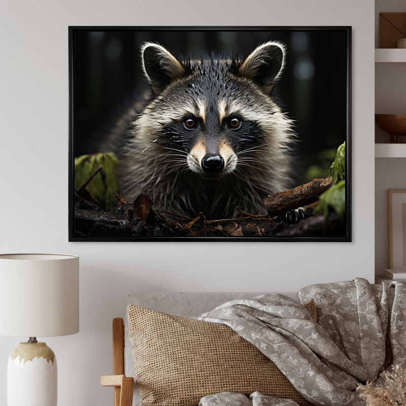Curious Raccoon II sur impression sur toile, H 30 po x l 40 po x P 1,5 po, Cadre flottant noir