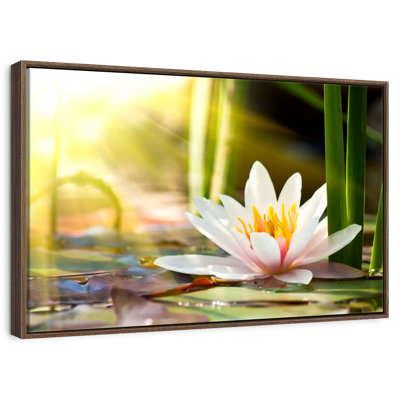 Nénuphar ensoleillé