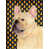 Bouledogue français (beige)