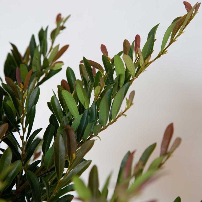 2 Gallon Bronze Distylium Evergreen Shrub for Sun or Shade