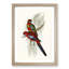 Pennant's Parakeets by Elizabeth Gould - Picture Frame Painting Print-55583038-55583039