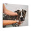 Adorable art mural sur toile, "Staffordshire Terrier Bathee"-1438286001