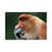 Proboscis Monkey The Thinker by Mogens Trolle - Wrapped Canvas Print-884594067