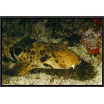 " Epaulette Shark Portrait Underwater "