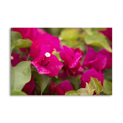 « magenta bougainvillea ii », reproduction de photo