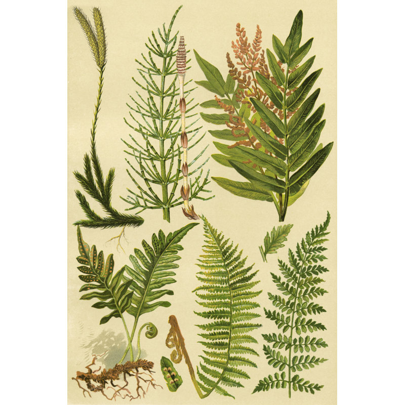 Collection Fern II, H 30 po x l 20 po x P 1,25 po