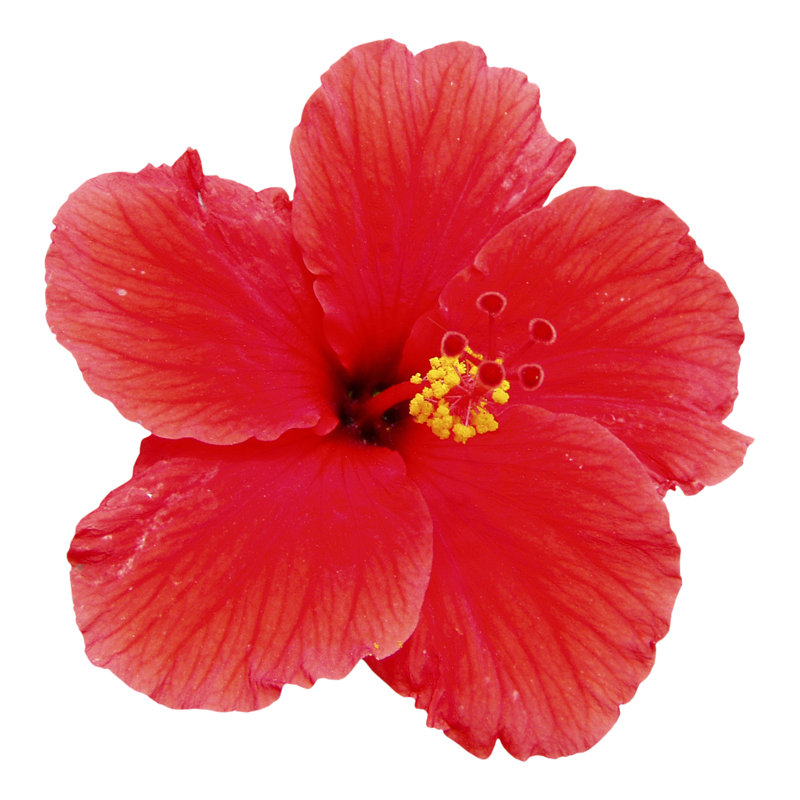 Fleur d'hibiscus rouge par Phot d'exposition, H 30 po x l 30 po