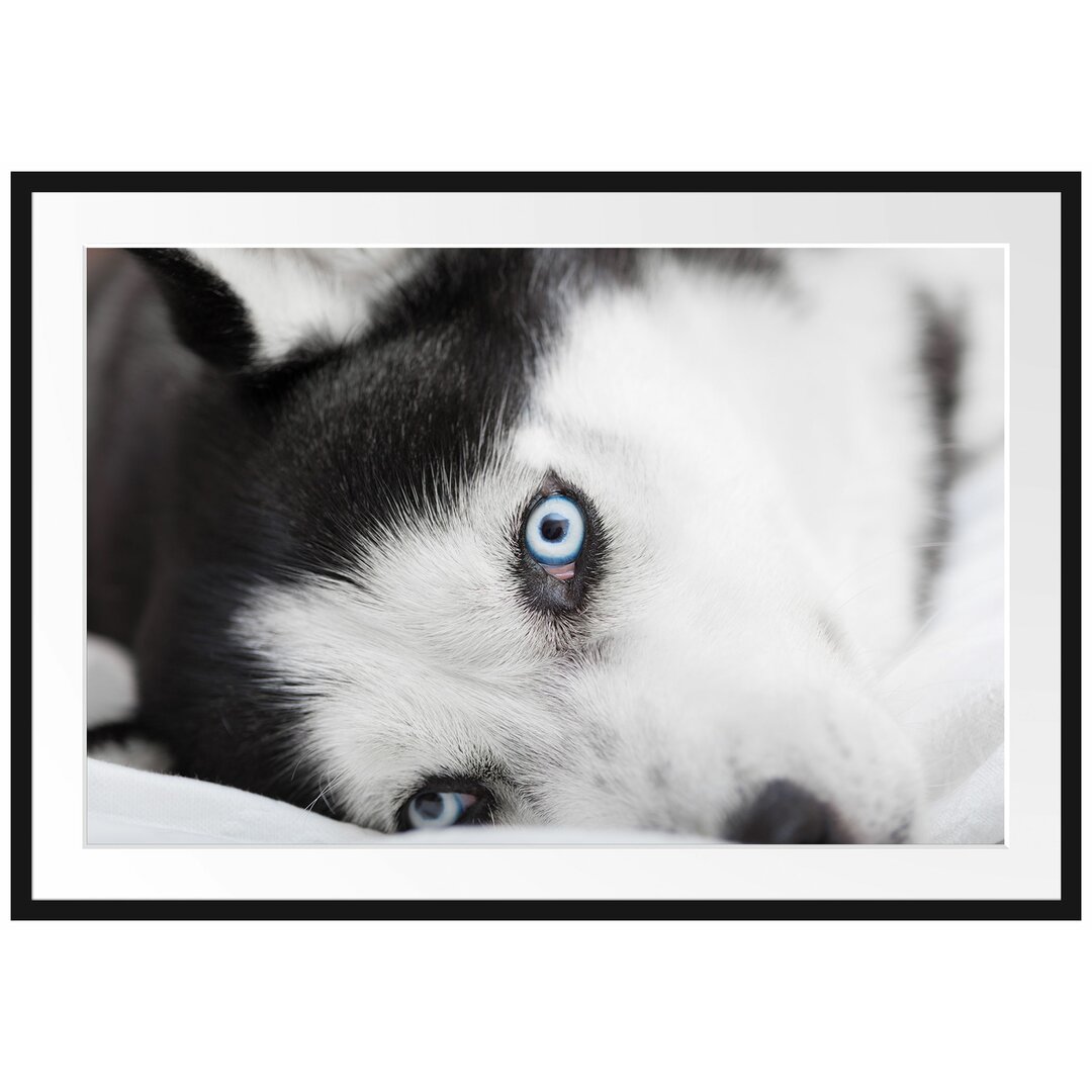 Gerahmtes Poster Husky im Bett mit Augen