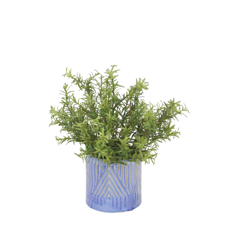 Rosemary in Blue Planter