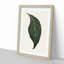 Adelaster Albivenis Plant Leaf by Benjamin Fawcett - Picture Frame Painting Print-55682985-55682984