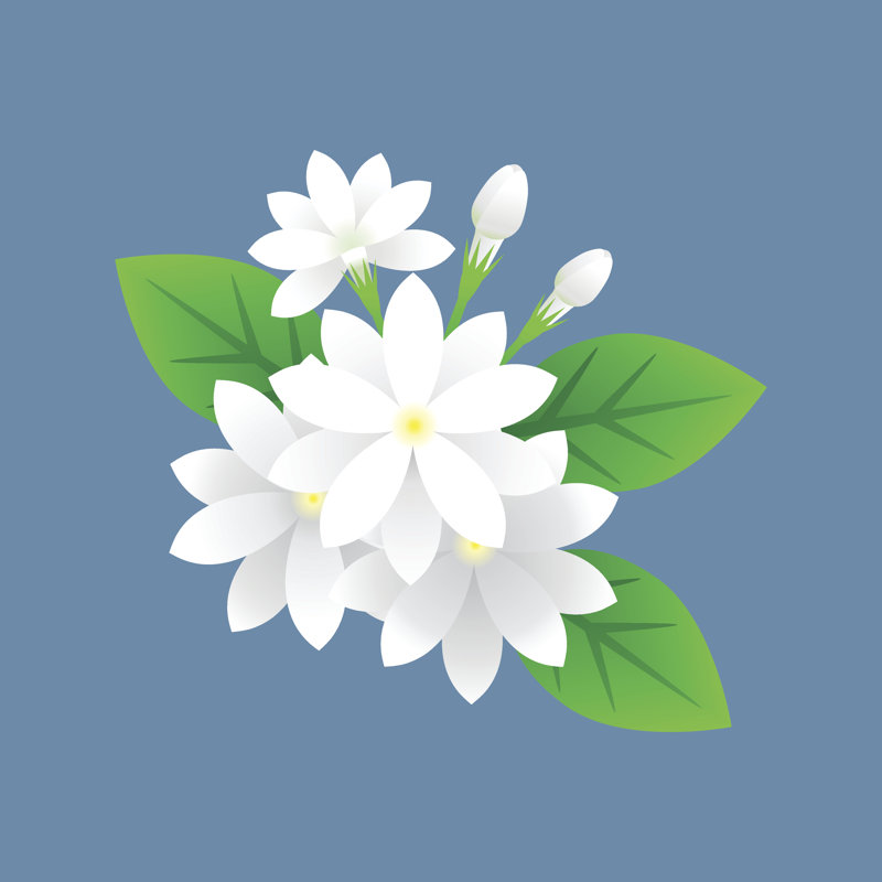 Jasmine Flower Vector by Horizon2531 - Wrapped Canvas Print, 30cm H x 30cm W x 3.8cm D