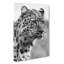 Cheetah Vol.3 - Wrapped Canvas-61848395