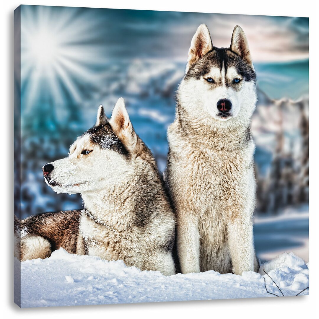 Leinwandbild Zwei wilde Huskies