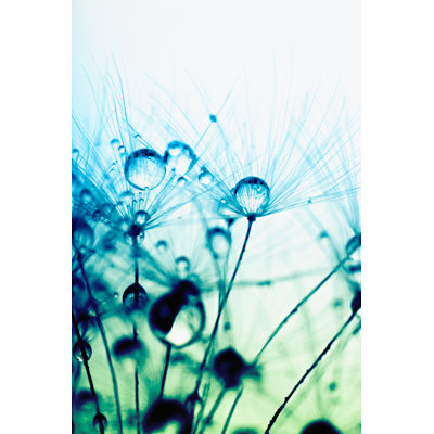 Macro photo de graines de plantes avec gouttes d'eau sur toile par Mikhailpopov