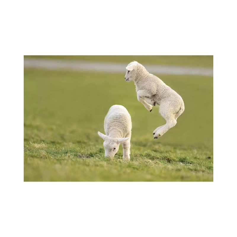 Jumping Lamb IV by Elmar Weiss - Wrapped Canvas Gallery-Wrapped Canvas Giclée, 66.04 cm H x 45.72 cm W x 3.175 cm D