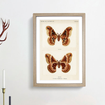 Promethea Silk-Moth by S.F. Denton - Picture Frame Painting Print