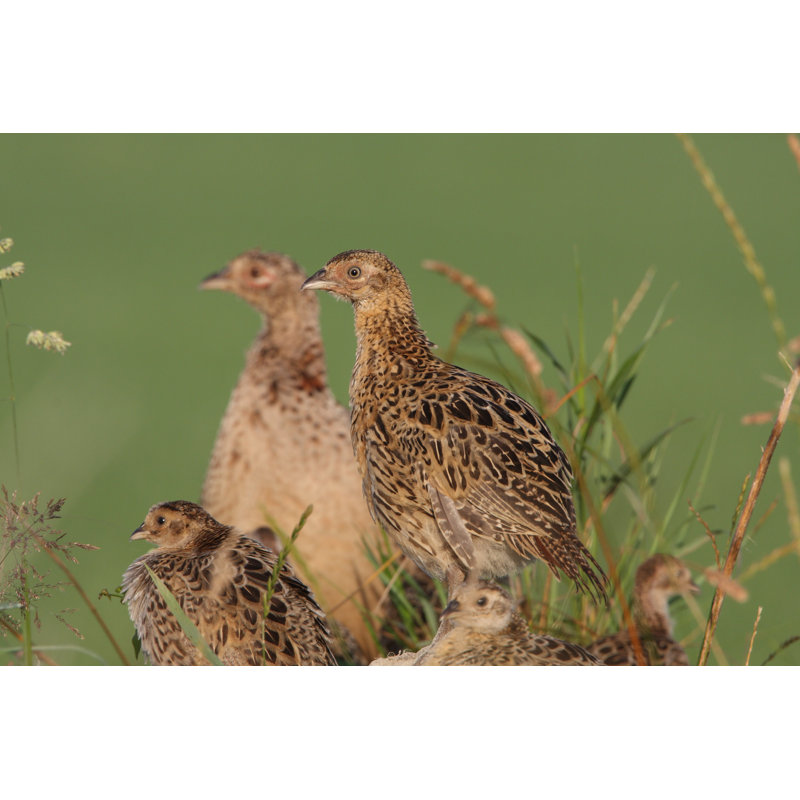 Pheasant - Wrapped Canvas Print, 30cm H x 46cm W