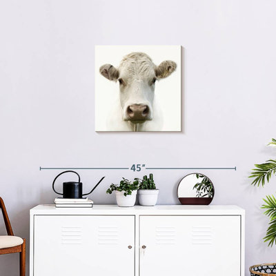 Brampt Charolais Cow