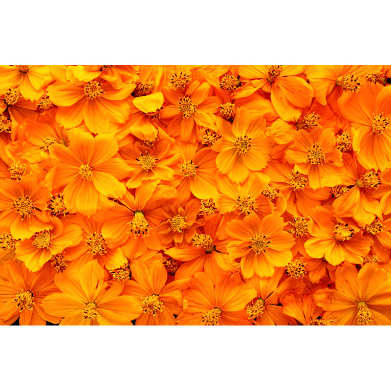Willian Dried Cosmos Flowers - Wrapped Canvas Print, 30cm H x 46cm W x 3.8cm D