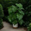 Plantes artificielles en pot, plantes vertes d'intérieur et d'extérieur Bonsai, convenant à la maison et au bureau