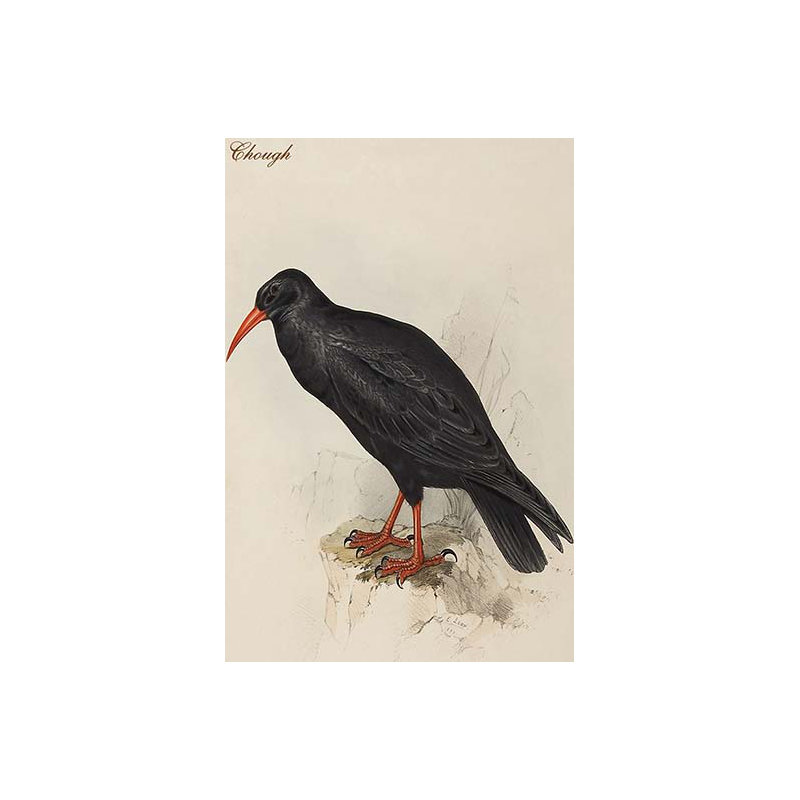 Chough-impression d’art graphique, H 36 po x l 24 po x P 1,5 po