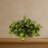 Pothos Ledge Plant Silk Plant