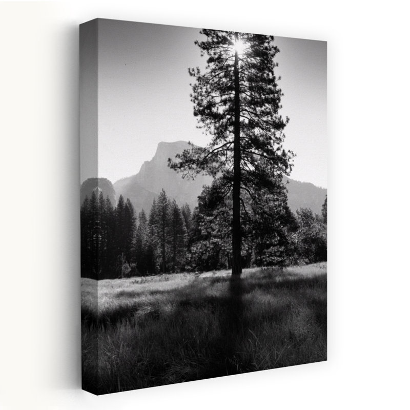 Soleil derrière un pin, demi-dôme, vallée de Yosemite, Californie, États-Unis, H 36 po x l 24 po