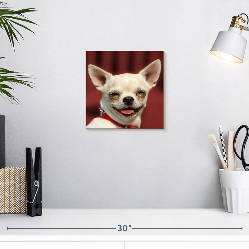 Chihuahua souriant, H 10 po x l 10 po