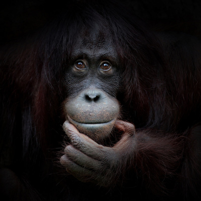 Wrapped Canvas Print, 121.92 cm H x 121.92 cm W