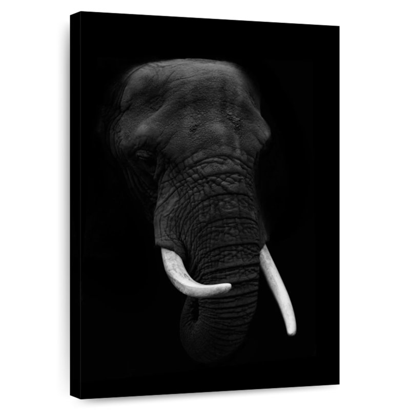Éléphant de minuit