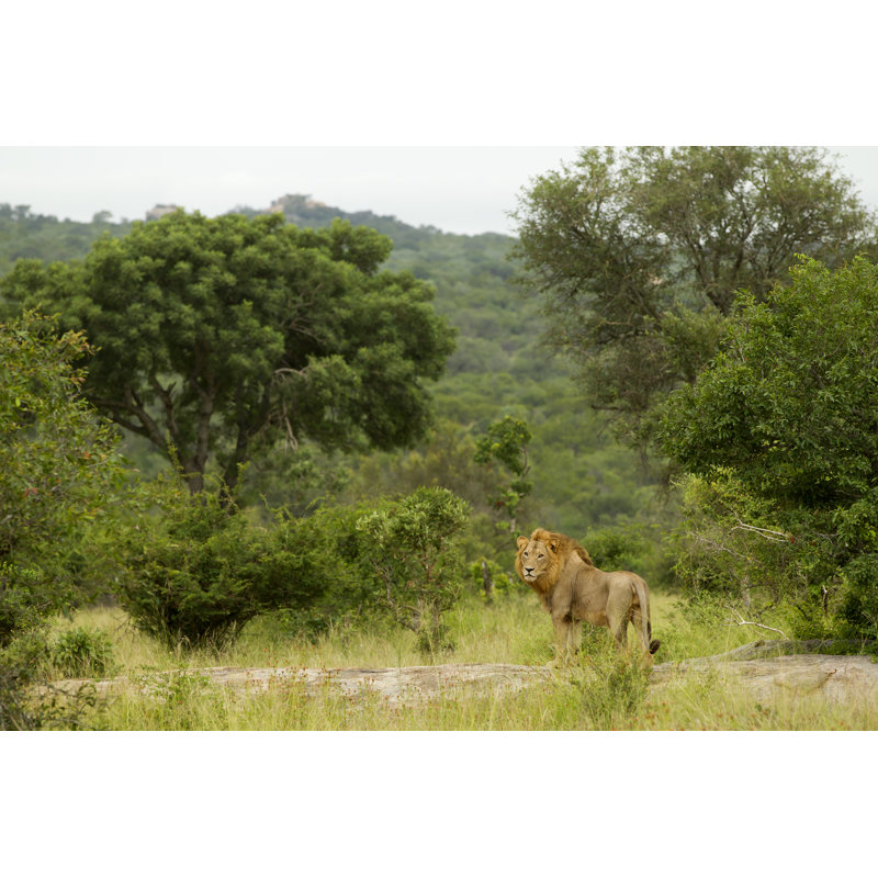 Le Royaume des Lions par Lyleégrg, H 12 po x l 18 po