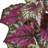 16'' Foliage Plant
