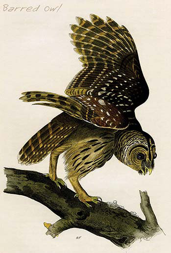 Impression d’art graphique sans cadre par john james audubon, H 66 po x l 44 po x P 1,5 po