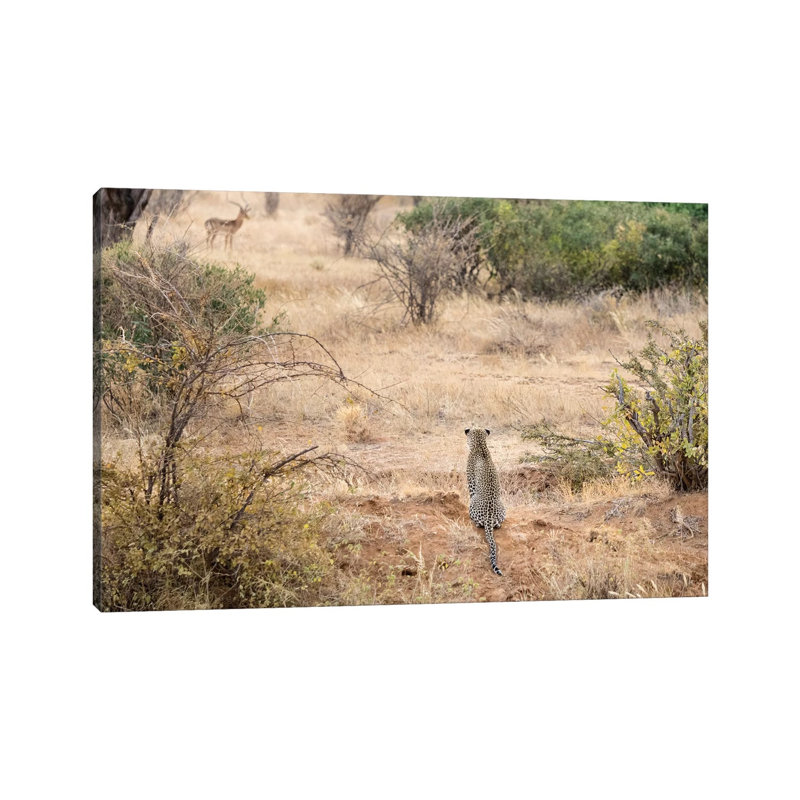 Africa, Kenya. Leopard Eying Antelope by Jaynes Gallery - Wrapped Canvas Print, 45.72cm H x 66.04cm W x 1.905cm D