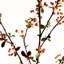  BAIE BRANCHE 48,5 pouces