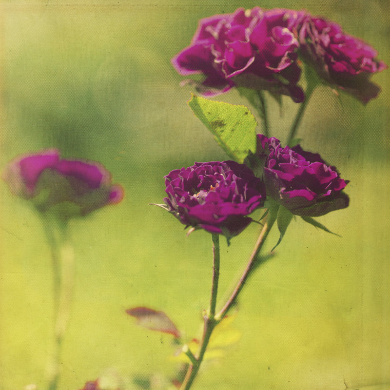 «Waiting On» - mauve IV, H 36 po x l 36 po x P 1,25 po