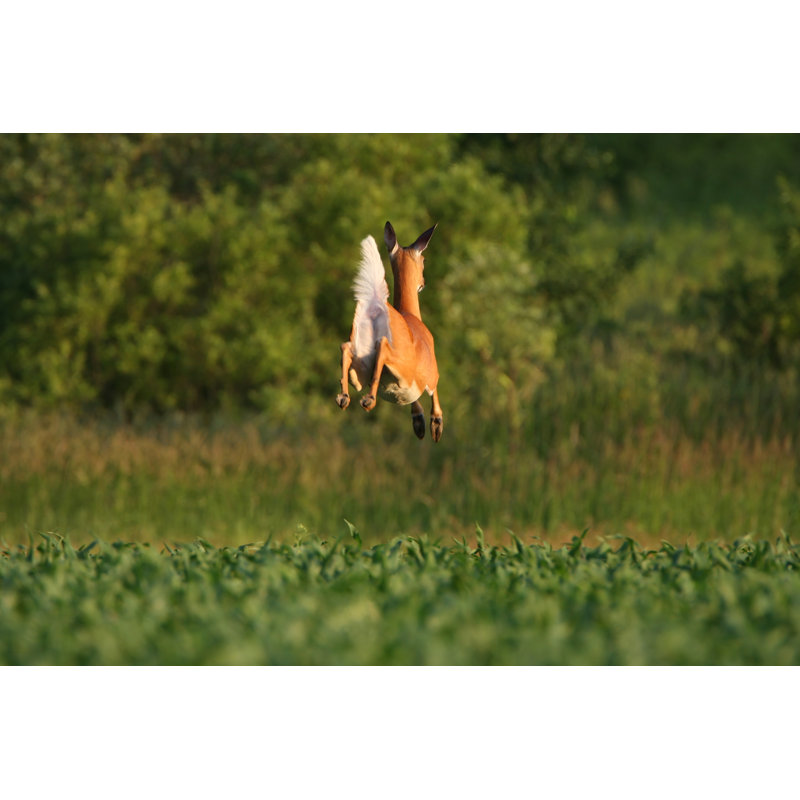 Cerf de Virginie par Banks photos, H 20 po x l 30 po