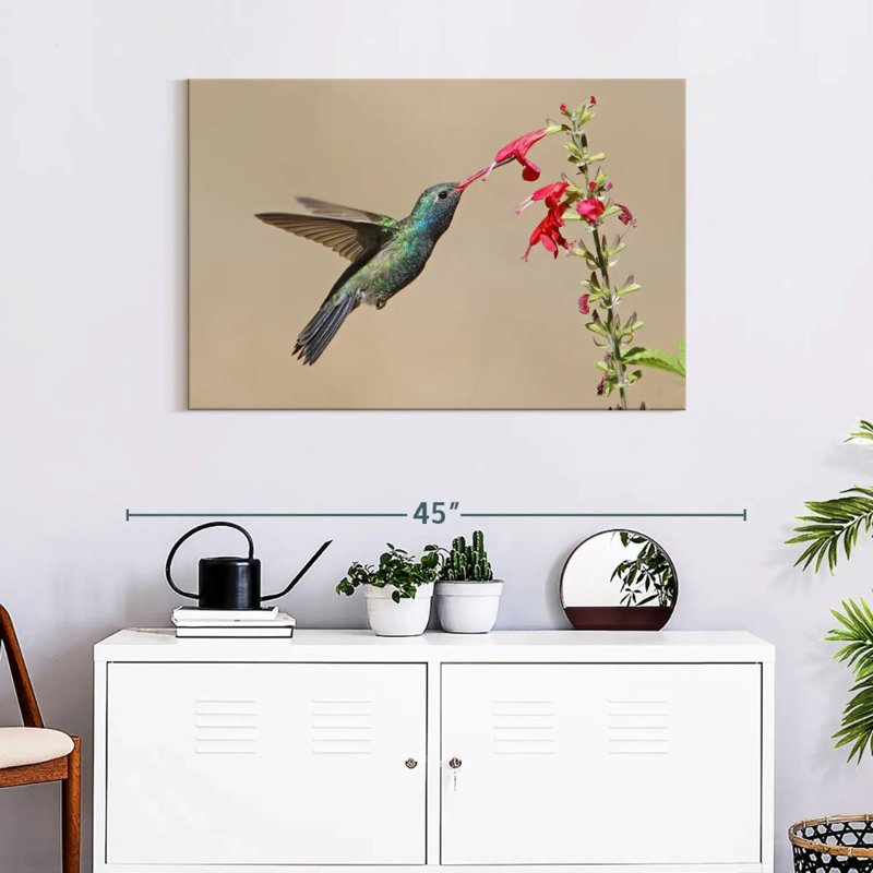 Broad-Billed Hummingbird Drinking Nectar, 24" H x 36" W