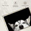 Peeking Husky sibérien-107504623