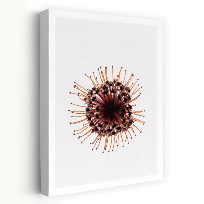 Contemporary Art Abstract Contemporary Elegant Flower Nature Art by Shot By Clint - Wrapped Canvas Print