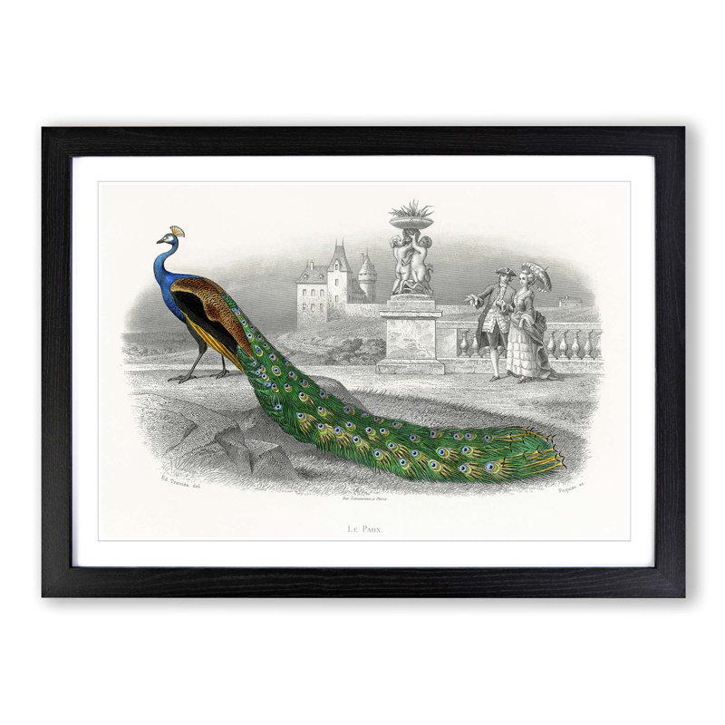 Admiring a Peacock - Picture Frame Painting Print, Black Framed, 36cm H x 48cm W x 2cm D