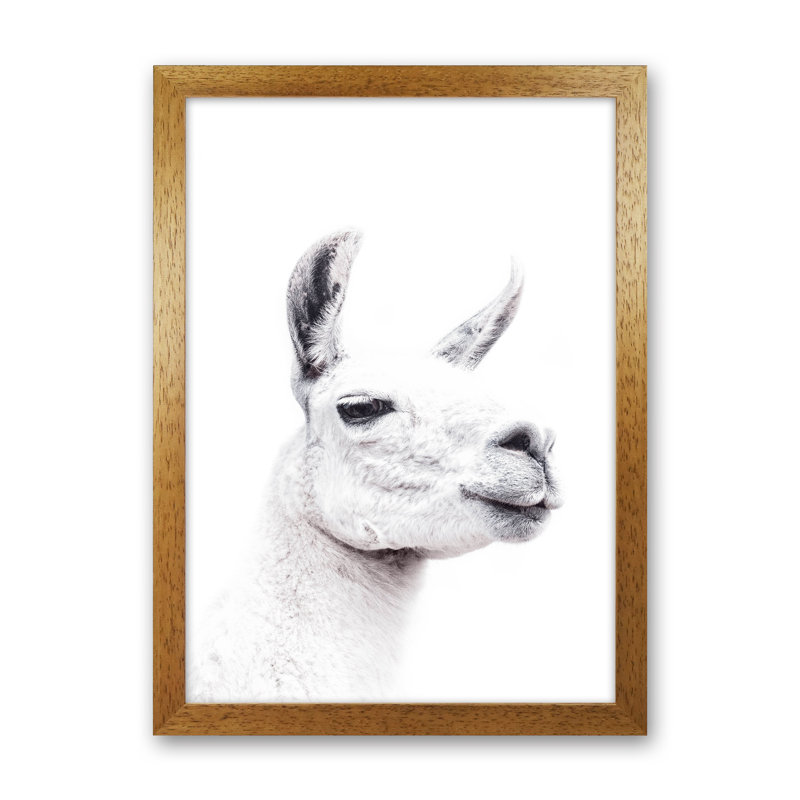 Llama I by Victoria Frost - Print, Oak Framed, 46cm H x 34cm W x 3cm D