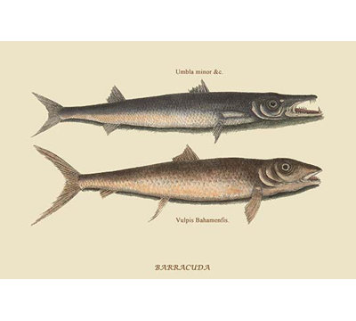 Barracuda by Mark Catesby - Graphic Art