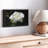 Dewdrops On White Rose Canvas Print-102858802