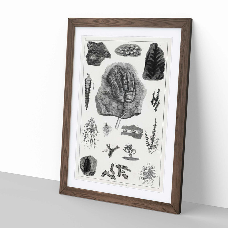 Collection of Fossils II by Oliver Goldsmith - Picture Frame Drawing Print, 65cm H x 48cm W x 2cm D, Walnut Framed