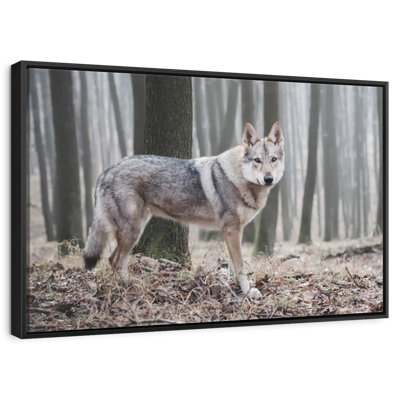 Loup d'hiver brumeux
