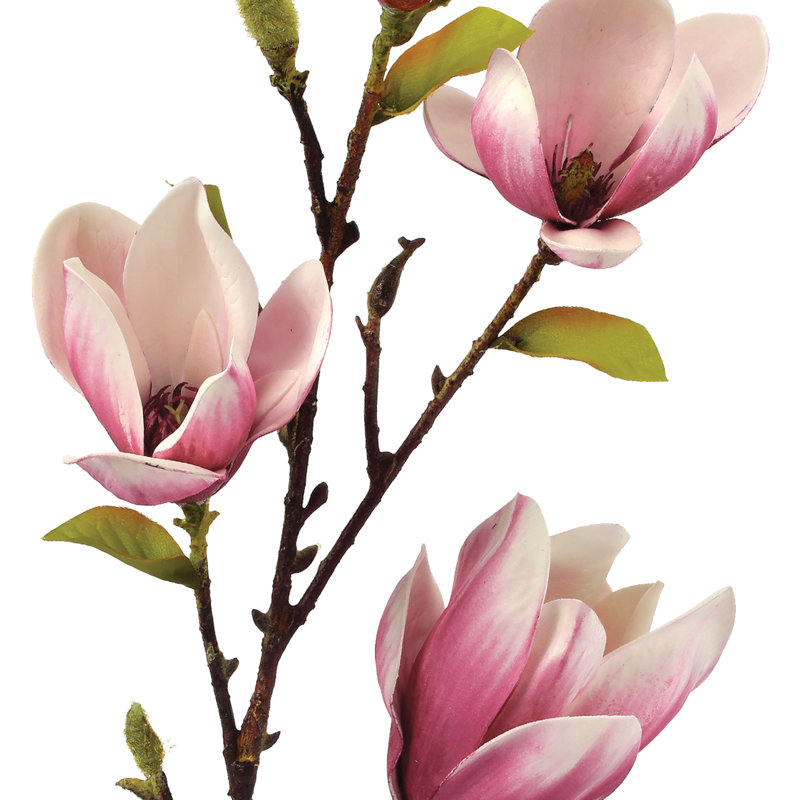 Eva Saucer Magnolia vaporisateur 34 po , Rose