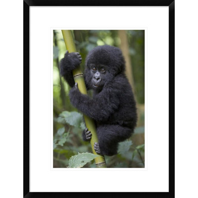 " Mountain Gorilla Infant Playfully Climbing Bamboo Pole,  Parc National Des Volcans, Rwanda "
