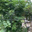 Treillis en métal pour grimper les légumes et la vigne, paquet de 2, galvanisé robuste, hauteur de 71 po, support pour treillis de plantes d'intérieur / extérieur, 20 po x 71 po, finition thermolaquée, roses Ivy idéales